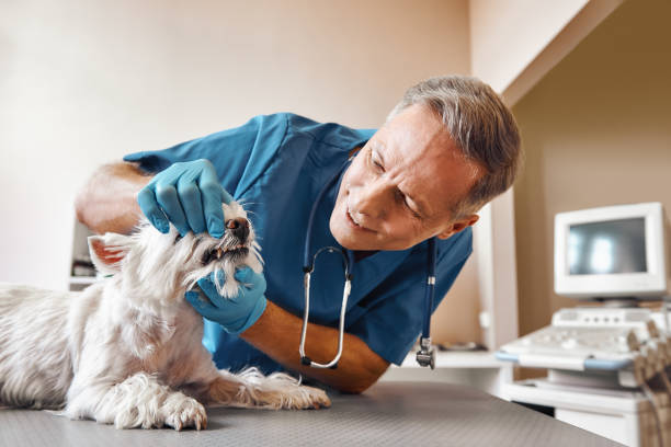 Best Same-Day Emergency Dentist in Twisp, WA